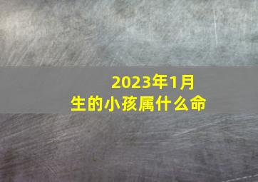 2023年1月生的小孩属什么命